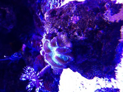 Brain Coral sick1.jpg