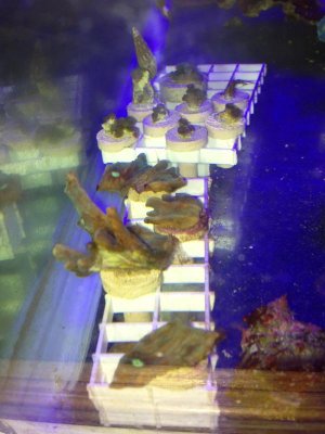 iphone 5 3152014 253.jpg