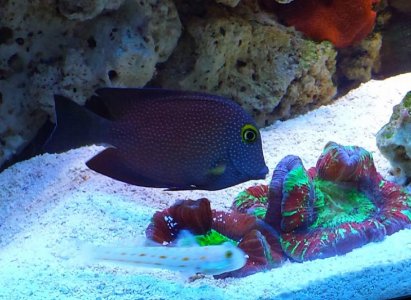 Yellow Eyed Kole Tang.jpg