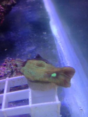 iphone 5 3152014 239.jpg