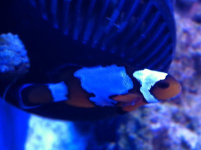 Steve infection #3.jpg