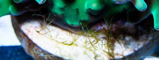 algae ID.jpg