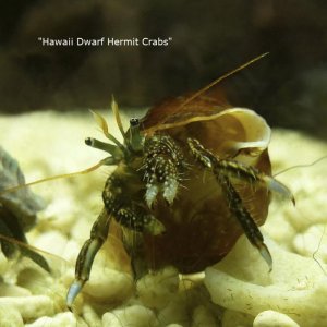 Dwarf Hermit Crab -. til forum.jpg