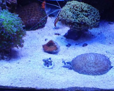 reef.jpg