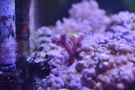 algae.jpg