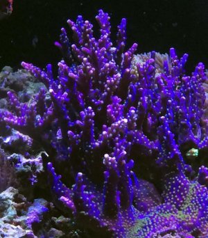 PurpleGreen polyp Acro.jpg