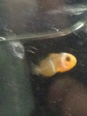 clown 27 days..jpg