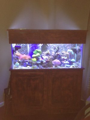 Fish Tank 3-20-14.jpg