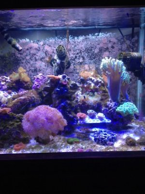 fish tank right.jpg