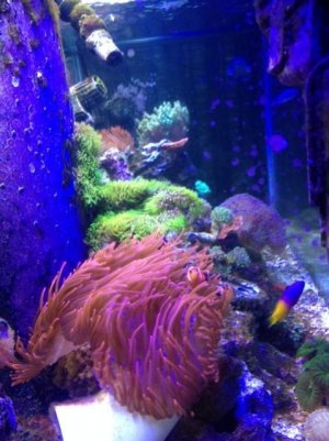 fish tank 3-20-14...jpg