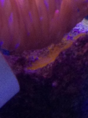 clown eggs 3-20-14.jpg