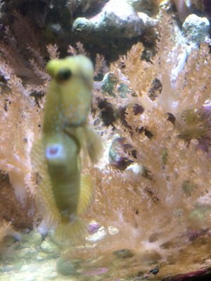 GOBY3.jpg