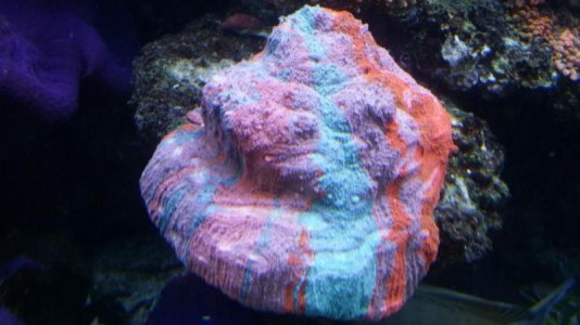 20140222_134742_zpsea79f735.jpg