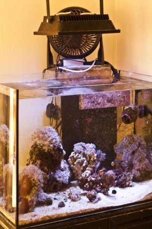40g.jpg