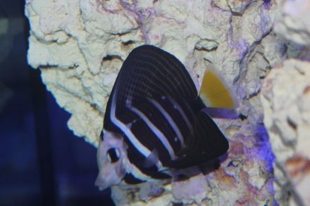 sailfin.jpg