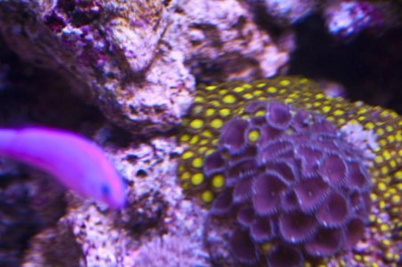 yellowzoa.jpg