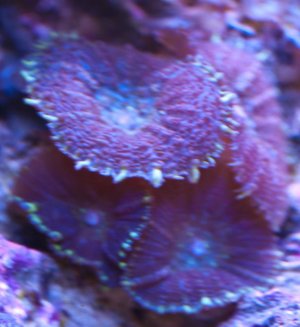 purpleshroom.jpg