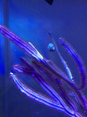 Blade Gorgonian.jpg