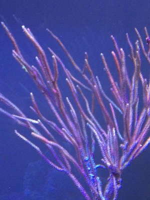 Gorgonian 3.jpg