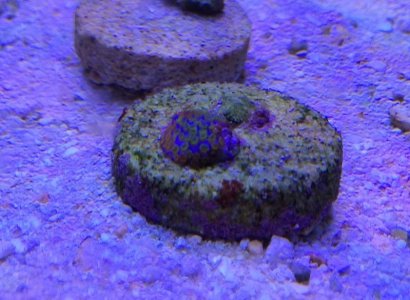 MulticolorMontipora2014041601.jpg