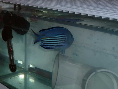 The New Angel Pair (2).jpg