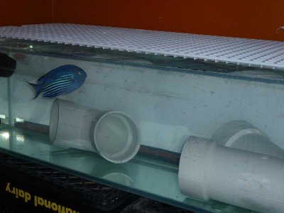 The New Angel Pair (19).jpg