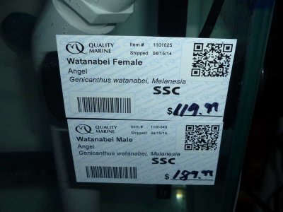 The New Angel Pair (8).jpg