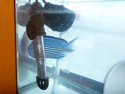 The New Angel Pair (15).jpg