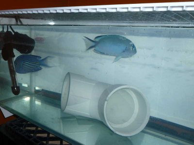 The New Angel Pair (16).jpg