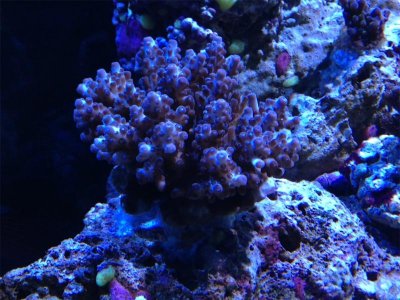 coral.jpg
