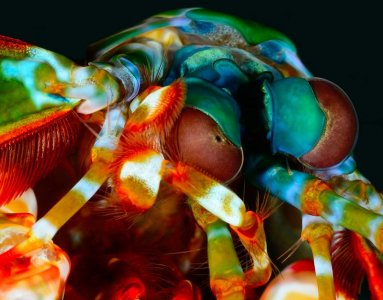 O scyllarus male eye clean med.jpg