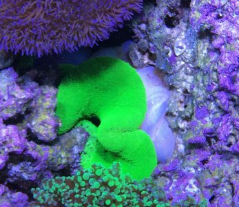 GreenHaddoni2014041701.jpg