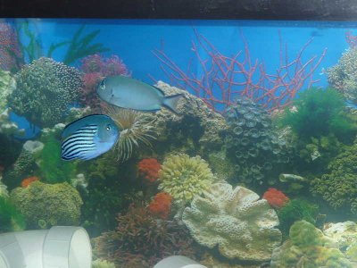 Wantanabei Pair (3).jpg