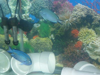 Wantanabei Pair (12).jpg