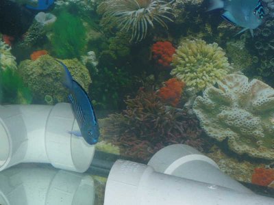 Wantanabei Pair (8).jpg