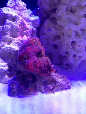 IMG_5236.jpg