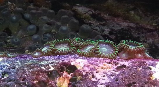 HI_zoa.jpg