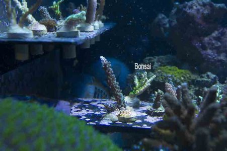 copps bonsai.jpg