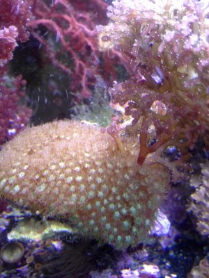 20140328_230709coral2.jpg