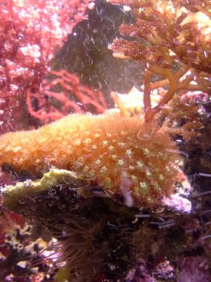 20140328_230645coral.jpg