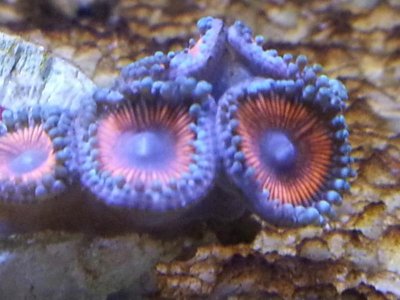 magnifying_2014-03-23_18-25-57.jpg