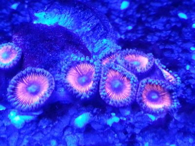magnifying_2014-03-28_21-36-35.jpg