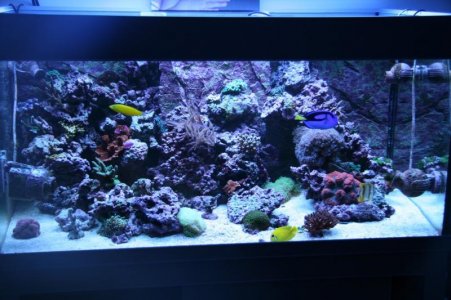 reefcubesold1.jpg