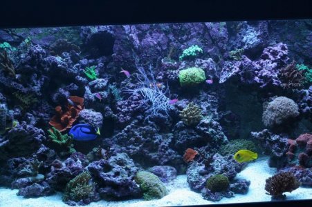 reefcubesold2.jpg