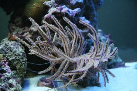 reefcubesold5.jpg