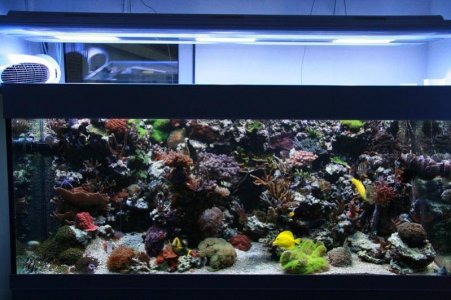 reefcubesold7.jpg