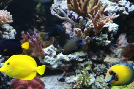 reefcubesold11.jpg