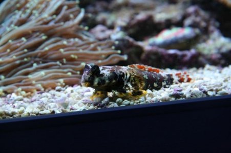 reefcubesold13.jpg