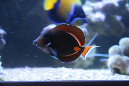 reefcubesold16.jpg