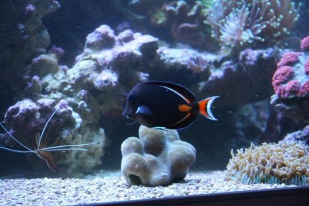 reefcubesold18.jpg